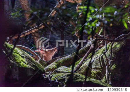 Yakushima World Natural Heritage Deer (July) A relaxing male Yakushima deer 120939848