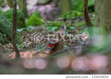 一隻雄性屋久島鹿在世界自然遺產屋久島休息（夏季） 120939850