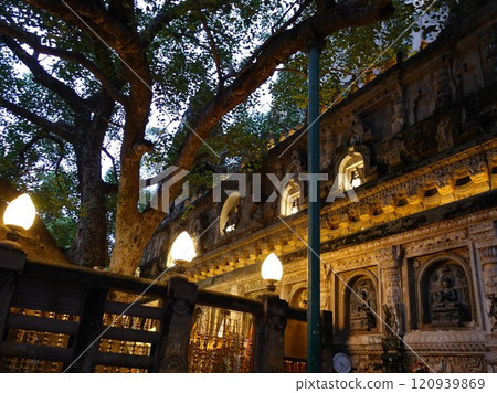 Sunset at the sacred Bodhi tree that stands at the seat of Buddha in Bodh Gaya, the holy city in India where Buddha attained enlightenment 120939869