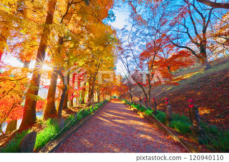 Autumn leaves at Konzo-in Temple 120940110