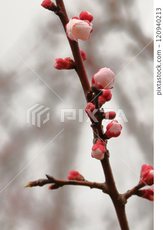 Apricot flowers herald the arrival of spring 120940213