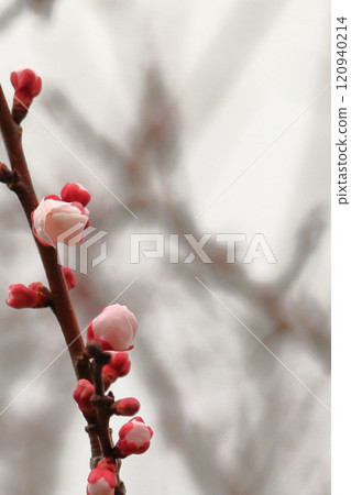 Apricot flowers herald the arrival of spring 120940214