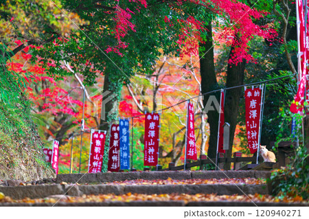 Autumn leaves of Karasawayama Shrine Autumn leaves of Karasawayama Shrine 120940271