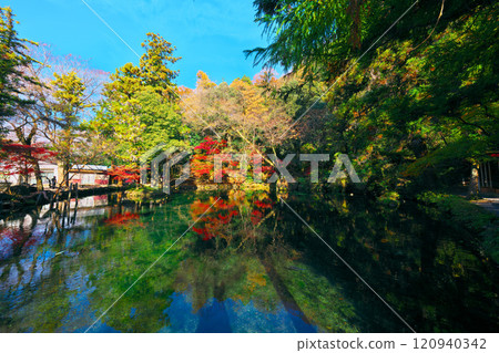 Autumn leaves at Izuruhara Benten Pond 120940342