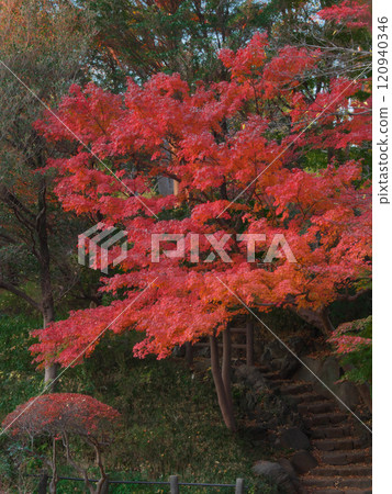 Autumn leaves at Arisugawa Park at dusk Natural scenery (2024) 120940346
