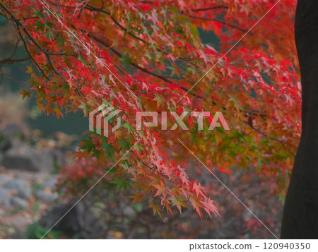 黃昏時分有棲川公園的秋葉自然景觀(2024) 黃昏時分有棲川公園的秋葉自然景觀(2024) 120940350