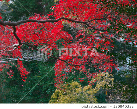 Autumn leaves at Arisugawa Park at dusk Natural scenery (2024) Autumn leaves at Arisugawa Park at dusk Natural scenery (2024) 120940352