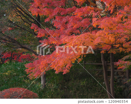 Autumn leaves at Arisugawa Park at dusk Natural scenery (2024) Autumn leaves at Arisugawa Park at dusk Natural scenery (2024) 120940354