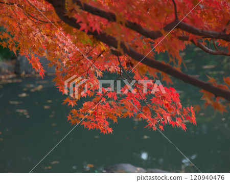 Autumn leaves at Arisugawa Park at dusk Natural scenery (2024) Autumn leaves at Arisugawa Park at dusk Natural scenery (2024) 120940476