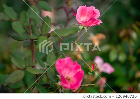 秋天的玫瑰花園裡盛開的粉紅玫瑰 120940720