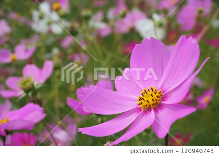 Blooming pink cosmos flowers 120940743