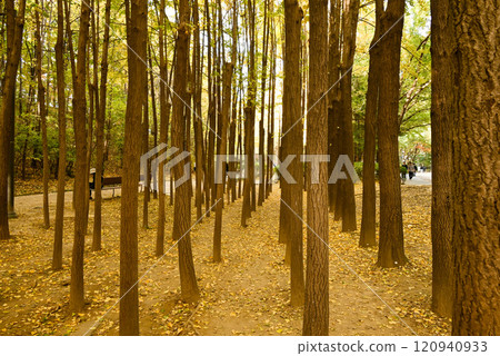 Autumn leaves at Seoul Forest Park [Seoul, Korea] 120940933