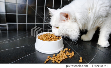 white Maine Coon cat is eating food, food falls on the dirty floor, an AI-powered design tool, and further refined to meet high-quality standards. 120940942