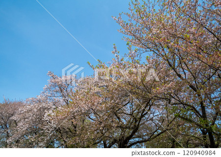 Leaves cherry tree Leaves cherry tree 120940984