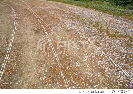 櫻花花瓣落在跑道上 櫻花花瓣落在跑道上 120940985
