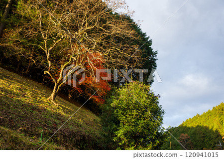 Very beautiful autumn foliage in Maniwa City, Okayama Prefecture, Japan 120941015