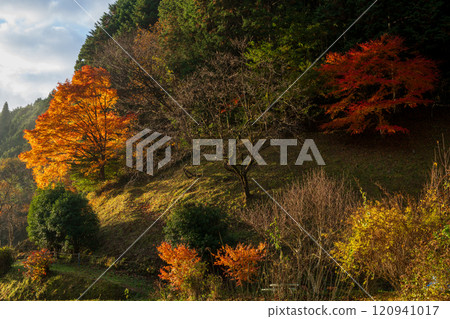 Very beautiful autumn foliage in Maniwa City, Okayama Prefecture, Japan 120941017