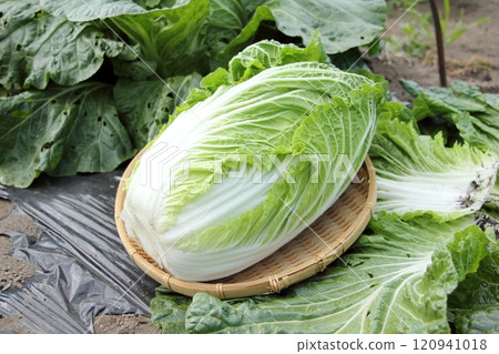 Harvested Chinese cabbage 120941018
