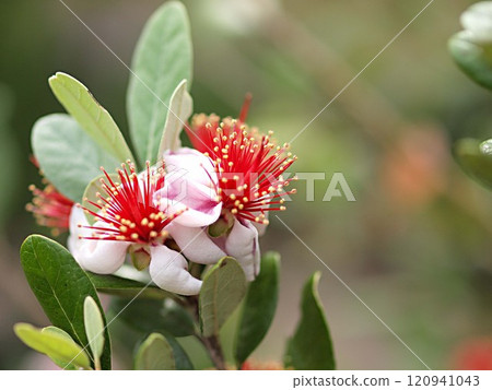 Feijoa flowers and copy space Feijoa flowers and copy space 120941043
