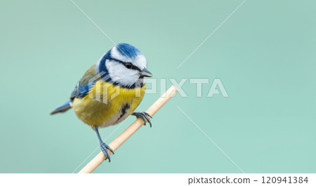 Vibrant european blue tit perched on branch against soft green background 120941384