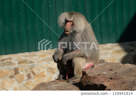 Baboon Zoo Enclosure Sitting Stone 120941814