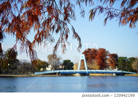 穿過樂商秋葉的水元大橋 穿過樂商秋葉的水元大橋 120942199