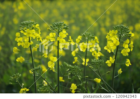 Spring arrives from March to May. Rape blossoms grow in clusters on banks and riverbanks. 120942343