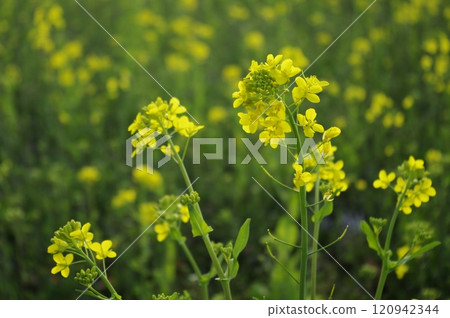 Spring arrives from March to May. Rape blossoms grow in clusters on banks and riverbanks. 120942344