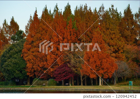 水杉大樹與秋葉的 水杉大樹與秋葉的 120942452