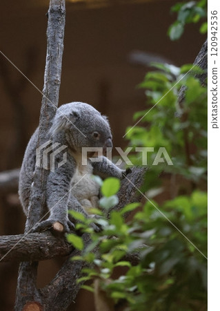 Higashiyama Zoo and Botanical Gardens Koala 120942536