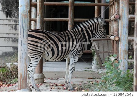 Higashiyama Zoo and Botanical Gardens: Zebras 120942542