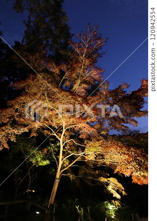 Higashiyama Zoo and Botanical Gardens: Autumn leaves at the botanical gardens 120942554