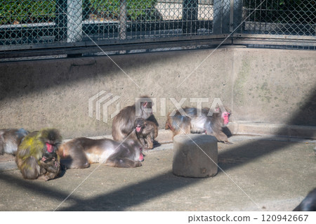 日本鳥取縣米子市港山公園的可愛日本獼猴 120942667