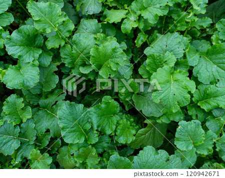 Organic vegetable garden at The Royal Agricultural Station Angkhang, Chiang Mai, Thailand. 120942671