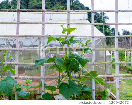 Organic vegetable garden at The Royal Agricultural Station Angkhang, Chiang Mai, Thailand. Organic vegetable garden at The Royal Agricultural Station Angkhang, Chiang Mai, Thailand. 120942672