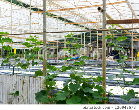 Organic vegetable garden at The Royal Agricultural Station Angkhang, Chiang Mai, Thailand. 120942678