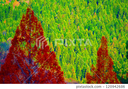 Coniferous Winter 120942686