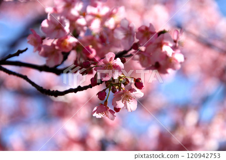 河津櫻花宣布春天的到來 120942753