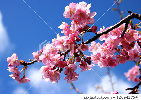Kawazu櫻花在藍天 120942754