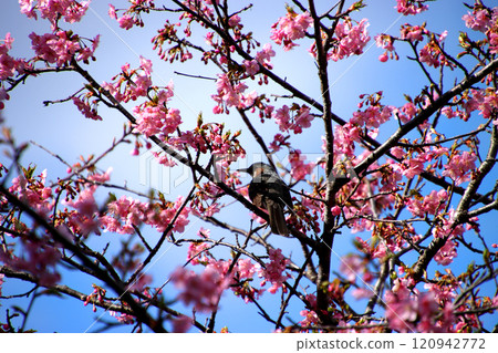 Brown-eared bulbul sucking cherry honey 120942772