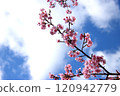 Kawazu櫻花在藍天 120942779