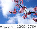 Kawazu櫻花在藍天 120942780