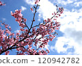 Kawazu櫻花在藍天 120942782
