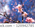 櫻花盛開預示著春天的到來 120942785