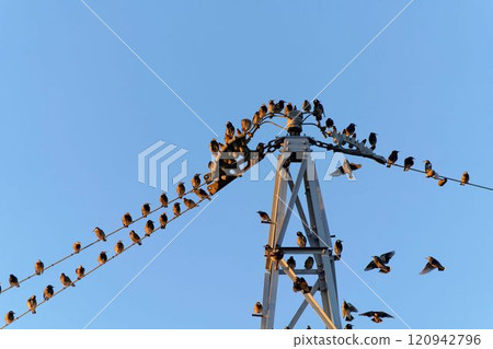 一群八哥聚集在鋼塔周圍 120942796