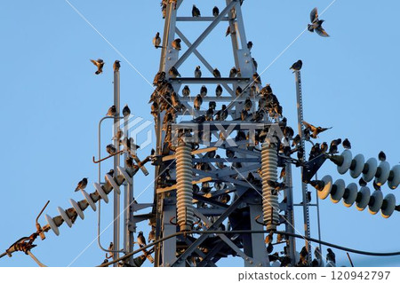 A flock of starlings gather around a pylon 120942797