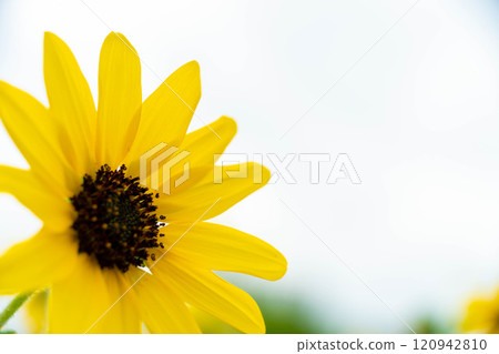 開朗的小向日葵 120942810