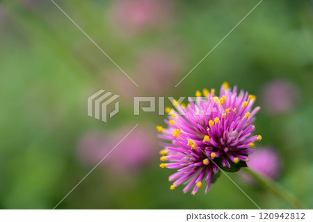 Sennichikou花 Sennichikou花 120942812