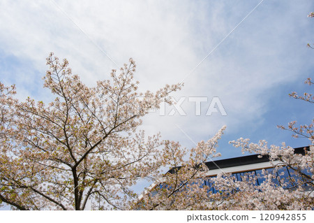 櫻花盛開的箕面茅野站週邊 120942855