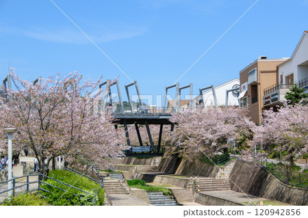 櫻花盛開的箕面茅野站週邊 120942856